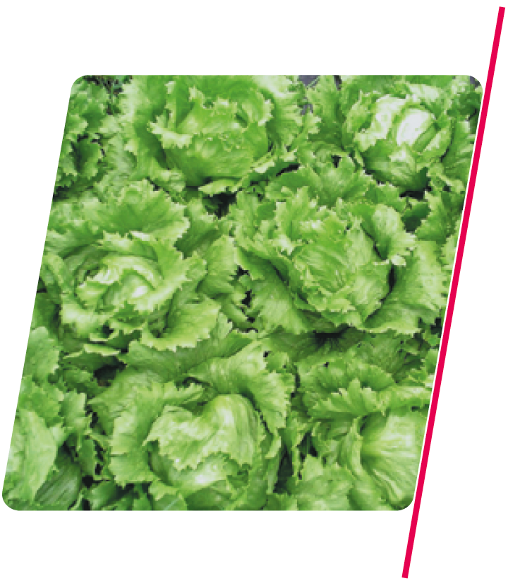 Alface Americana Raider Plus - 5.000 sementes