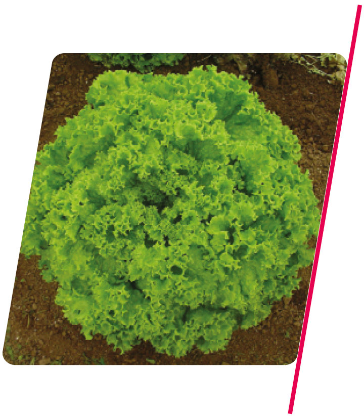 Alface Crespa Solaris - 5.000 sementes