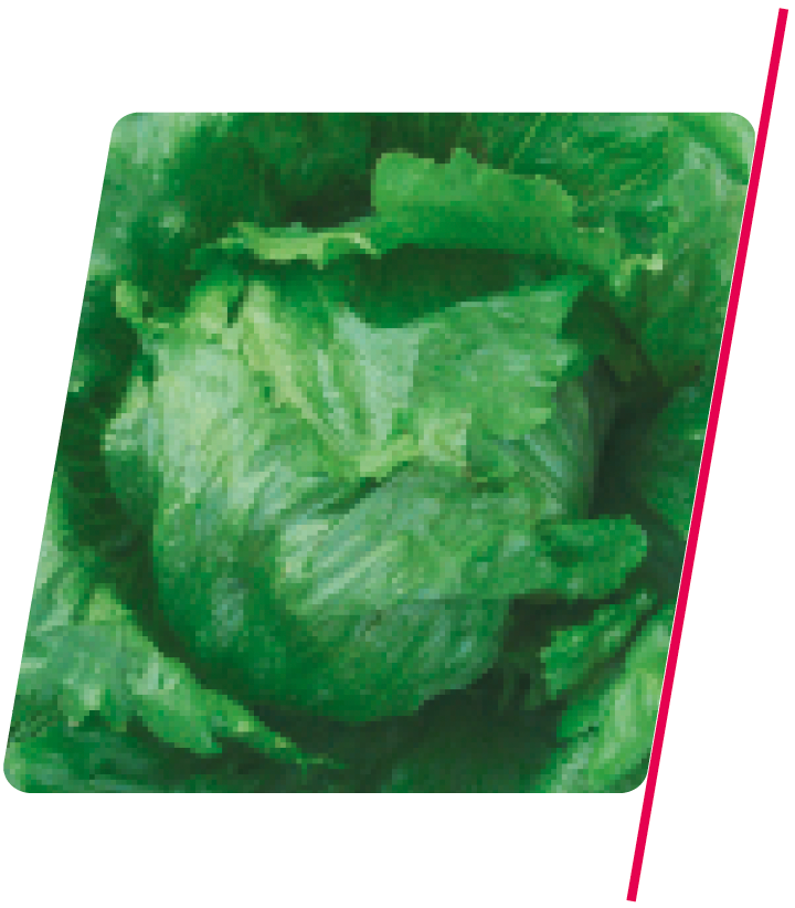 Alface Americana Mayumi - 5.000 sementes