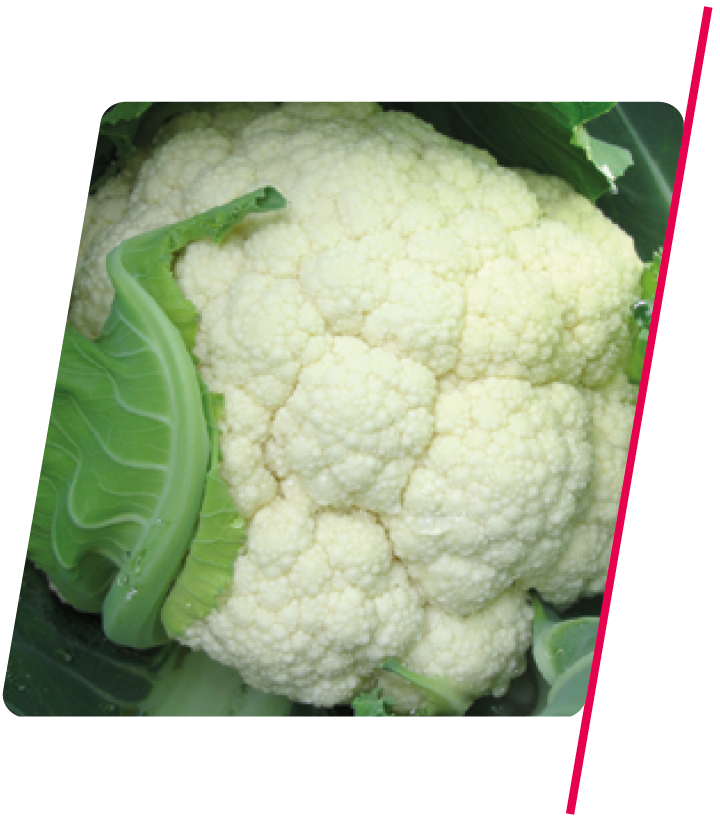 Couve-Flor de Meia Estação Barcelona CMS - 1.000 sementes