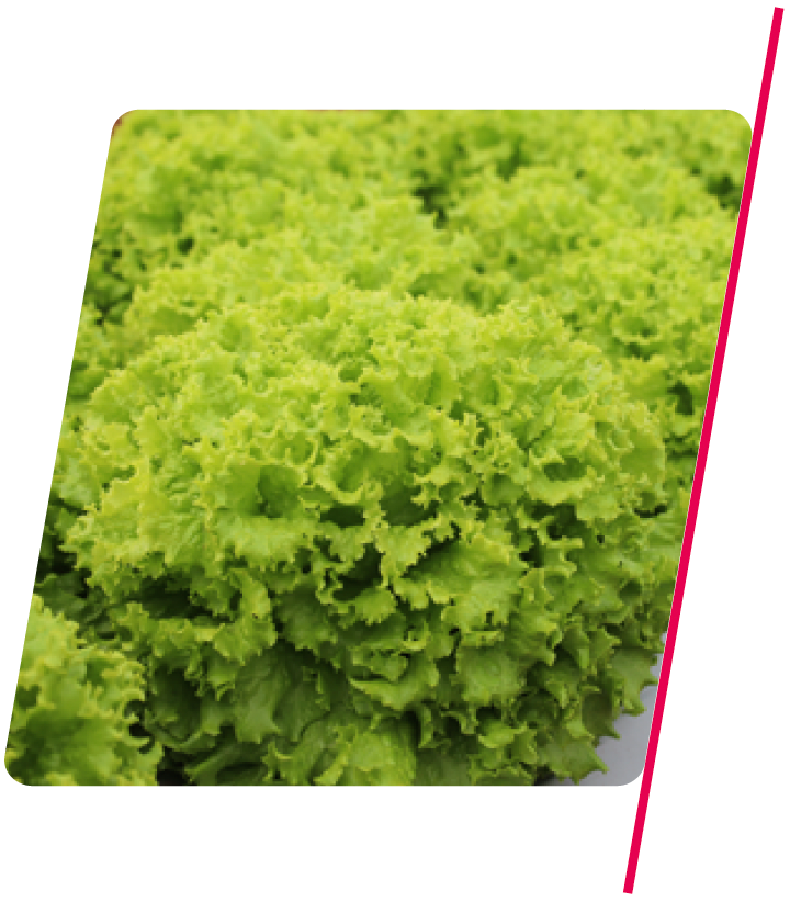Alface Crespa Leticia - 5.000 sementes