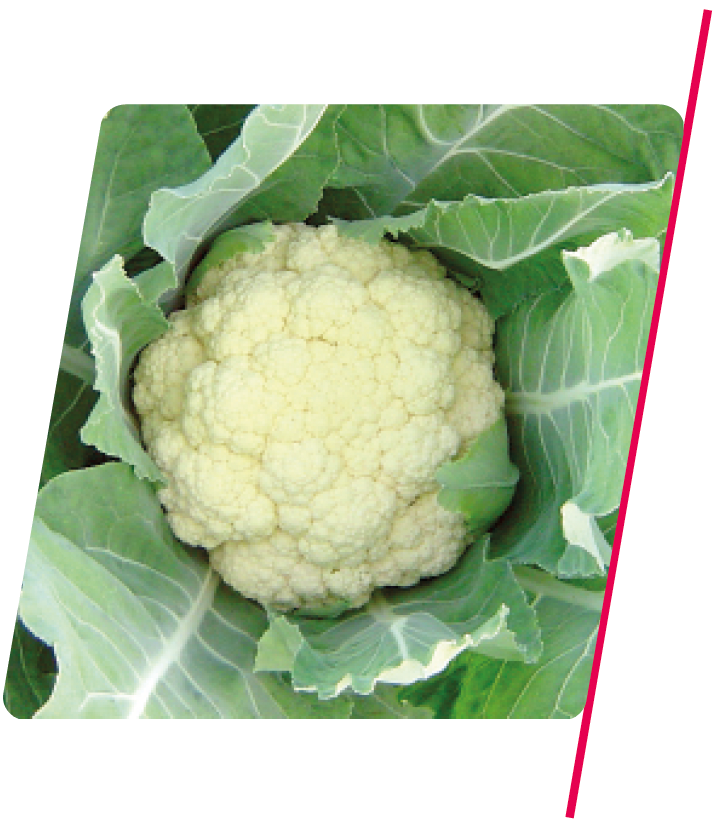 Couve-Flor de Verão Veneza - 1.000 sementes