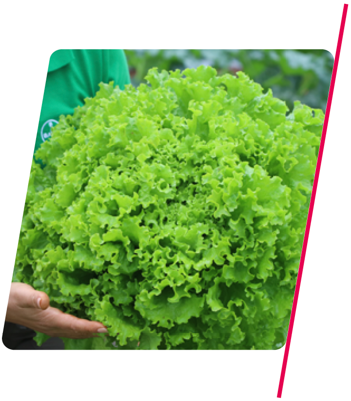Alface Crespa Eneida - 5.000 sementes