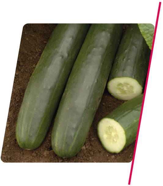 Pepino Híbrido Aodai Darlington - 3.000 sementes