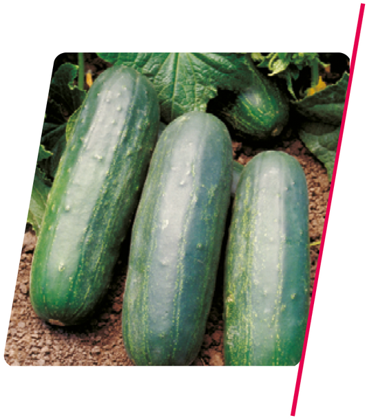 Pepino Híbrido Caipira Escuro Eureka - 3.000 sementes