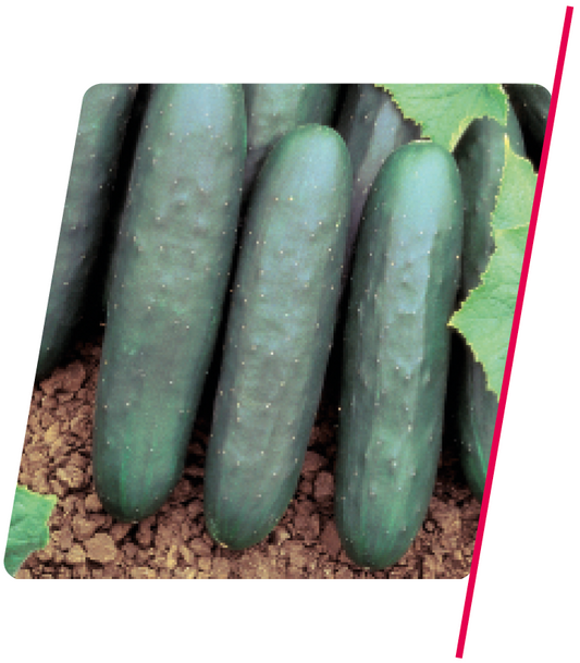 Pepino Híbrido Aodai Exocet - 3.000 sementes