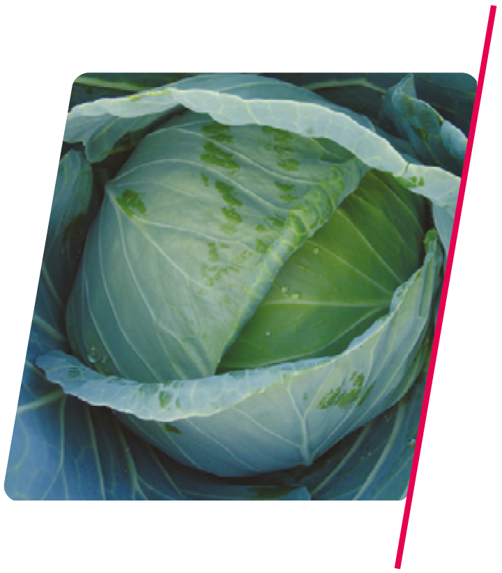 Repolho Verde Astrus Plus - 5.000 sementes