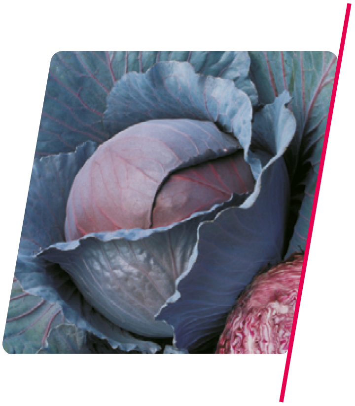 Repolho Híbrido Red Dynasty - 1.000 sementes