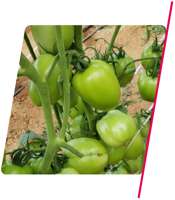Tomate Saladete Determinado SVTE6653 - 1.000 sementes