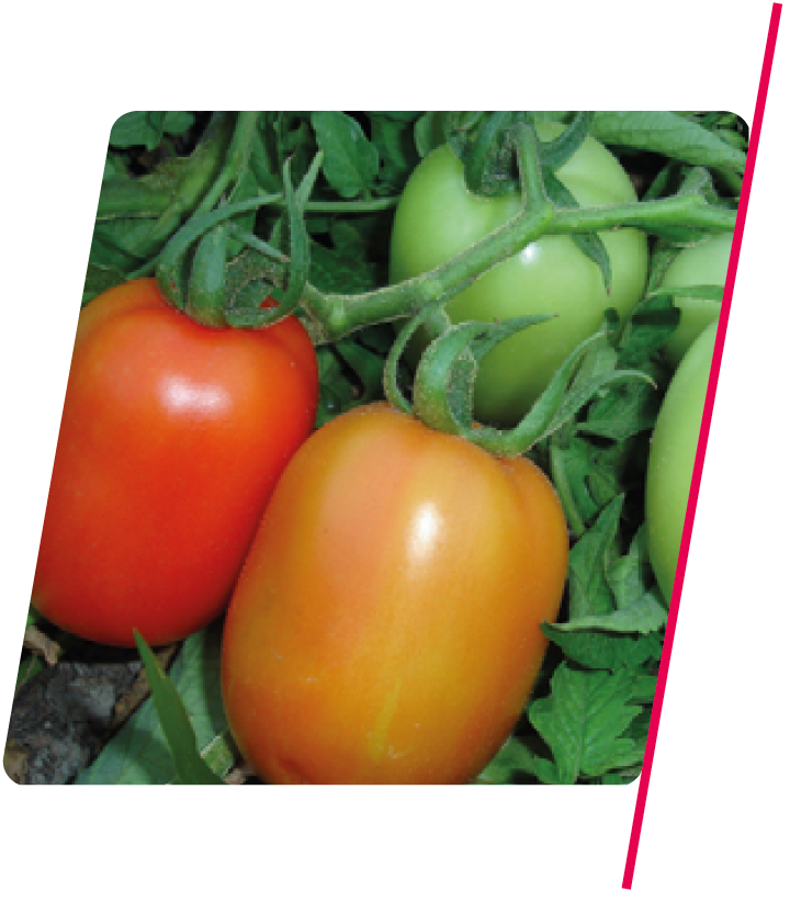 Tomate Saladete TY2006 - 1.000 sementes