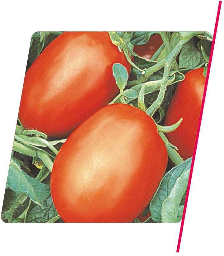 Tomate Saladete SM-16 - 1.000 sementes