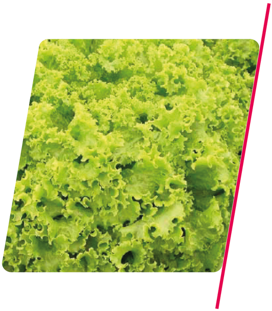 Alface Crespa Amanda - 5.000 sementes